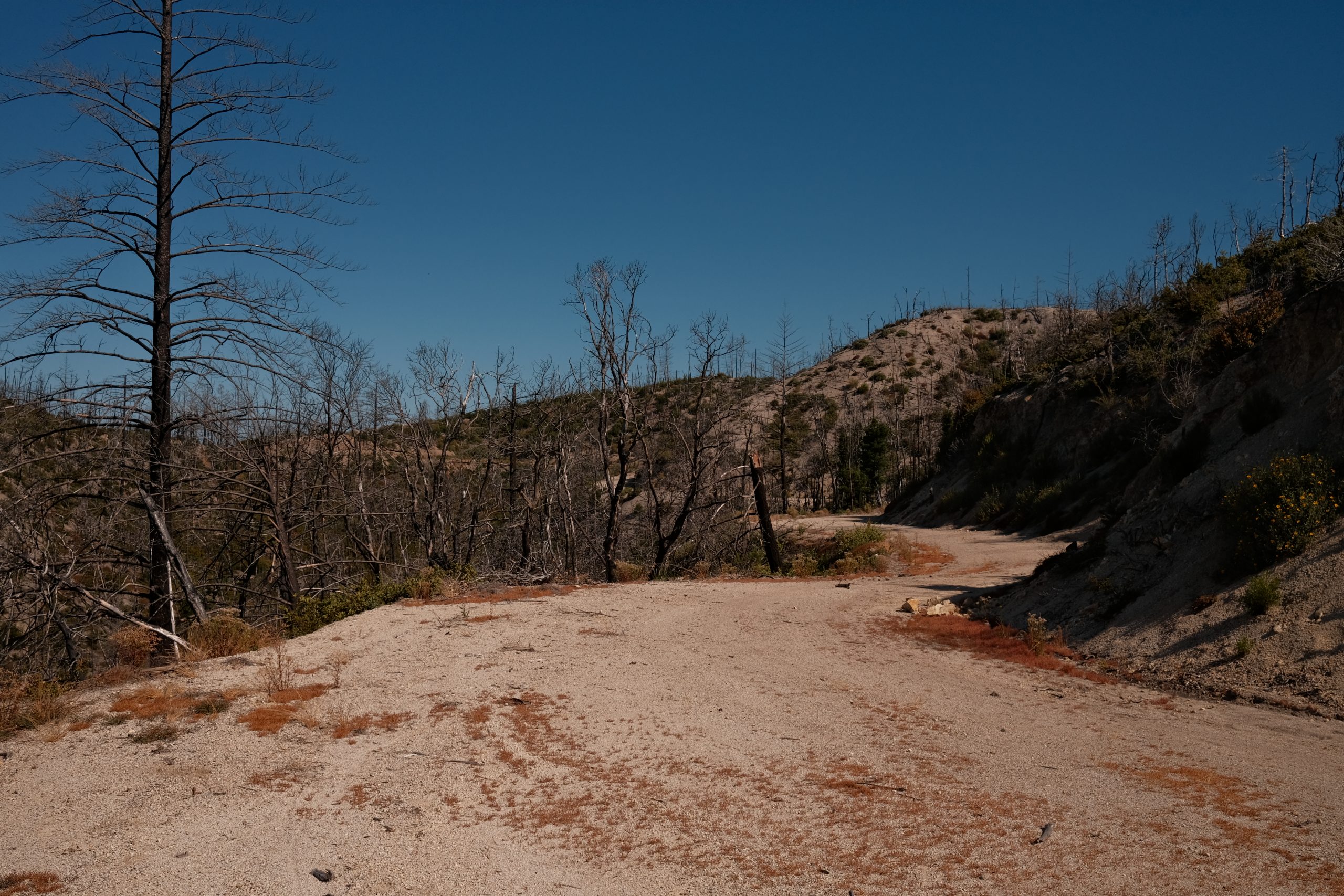 Dirt road with burned trees and burned landscape