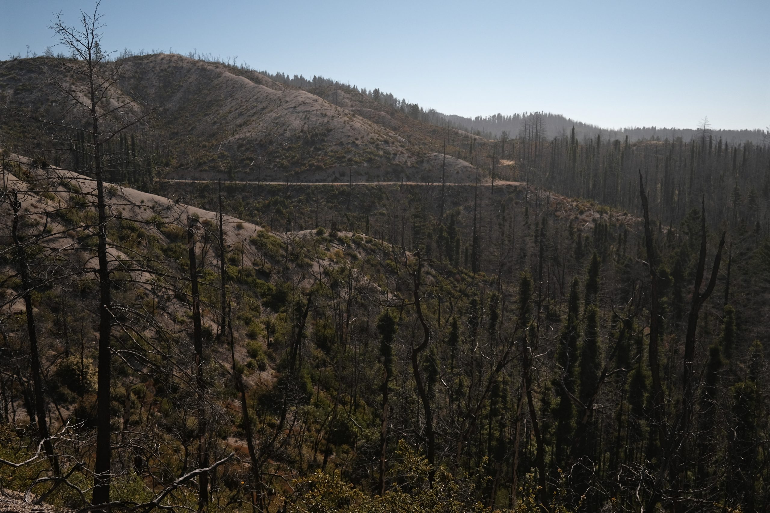 Landscape photo of trees with burned trees