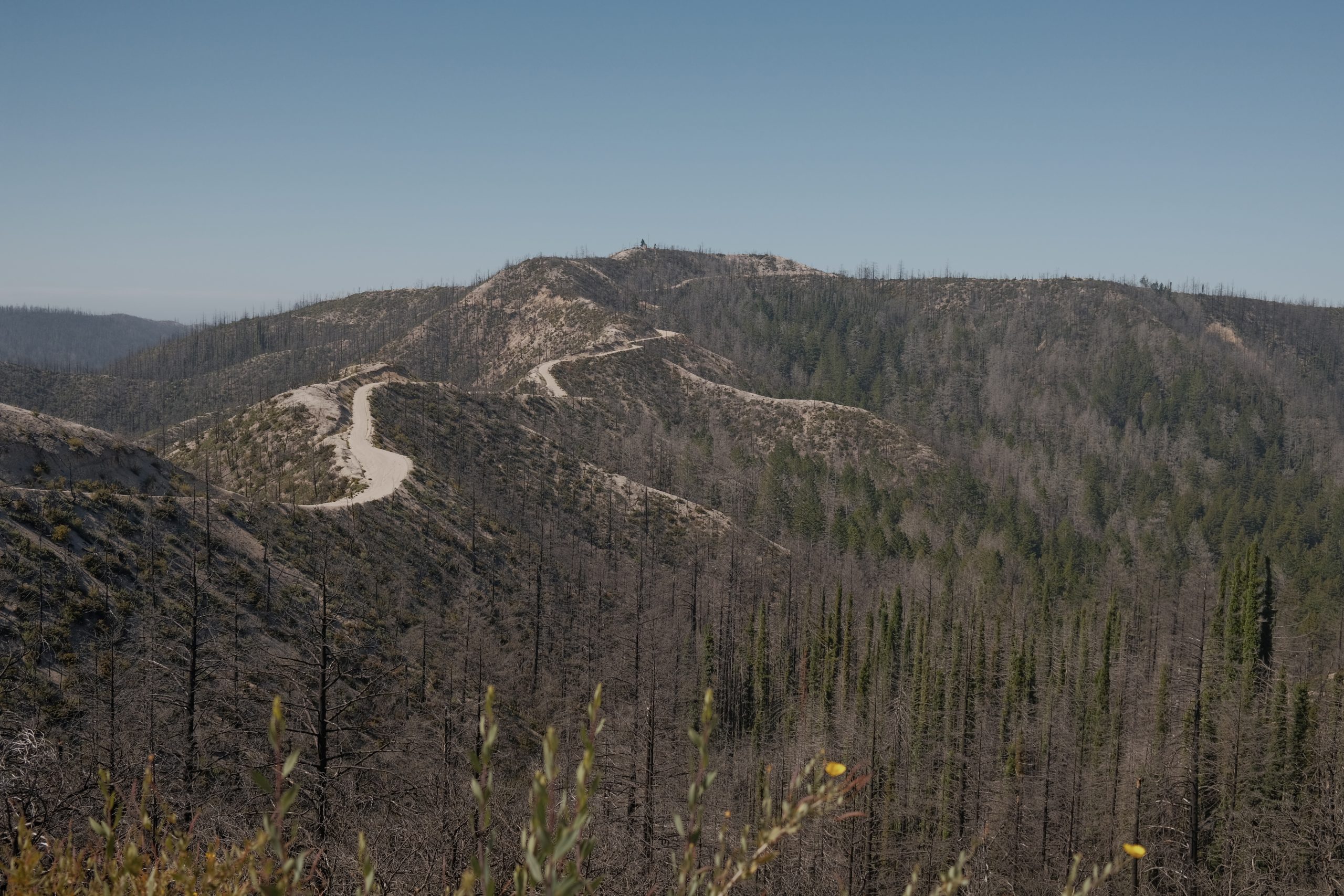 Landscape photo of dirt road running through burned trees