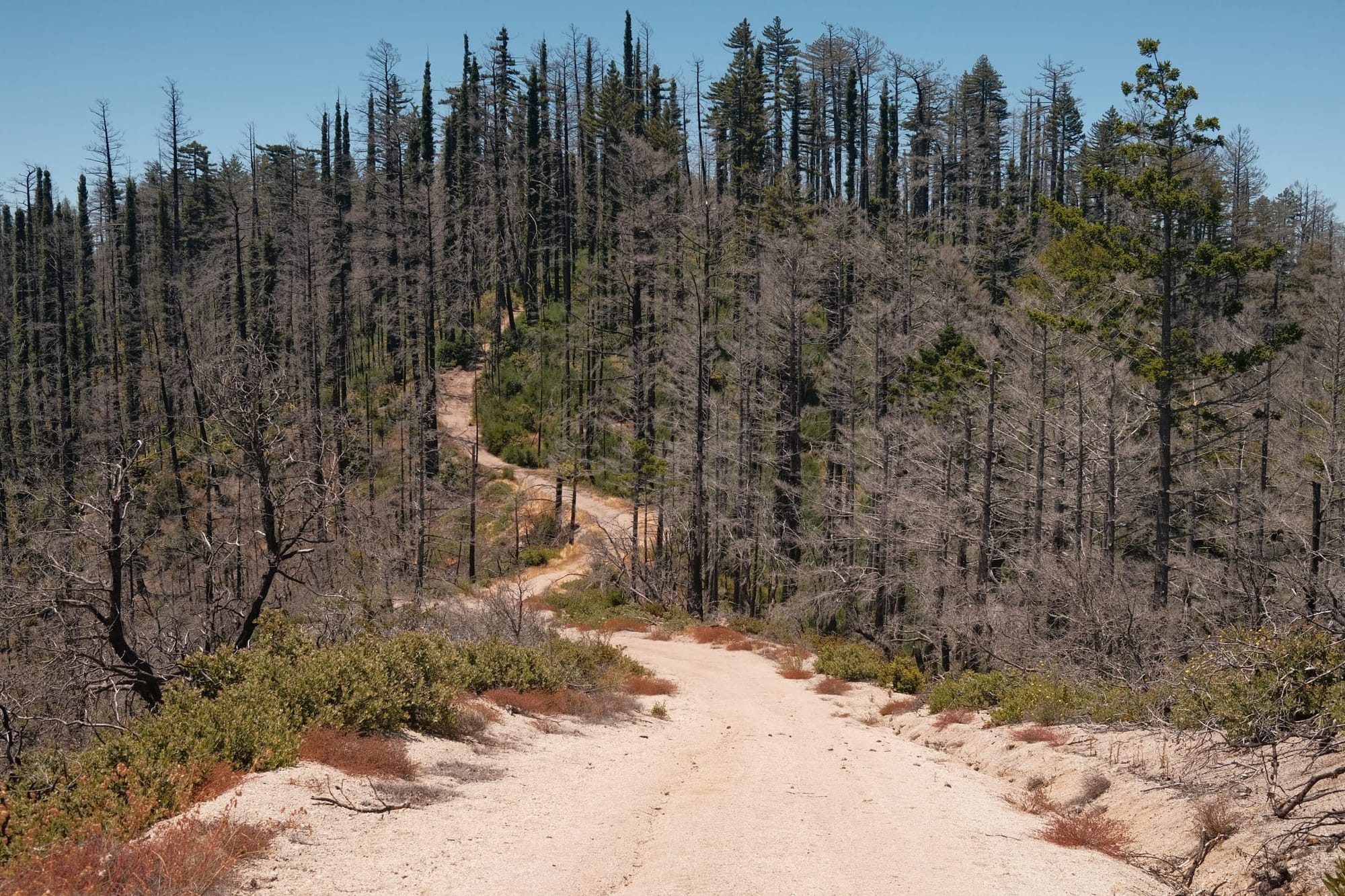 I like Big Basin (and I cannot lie)