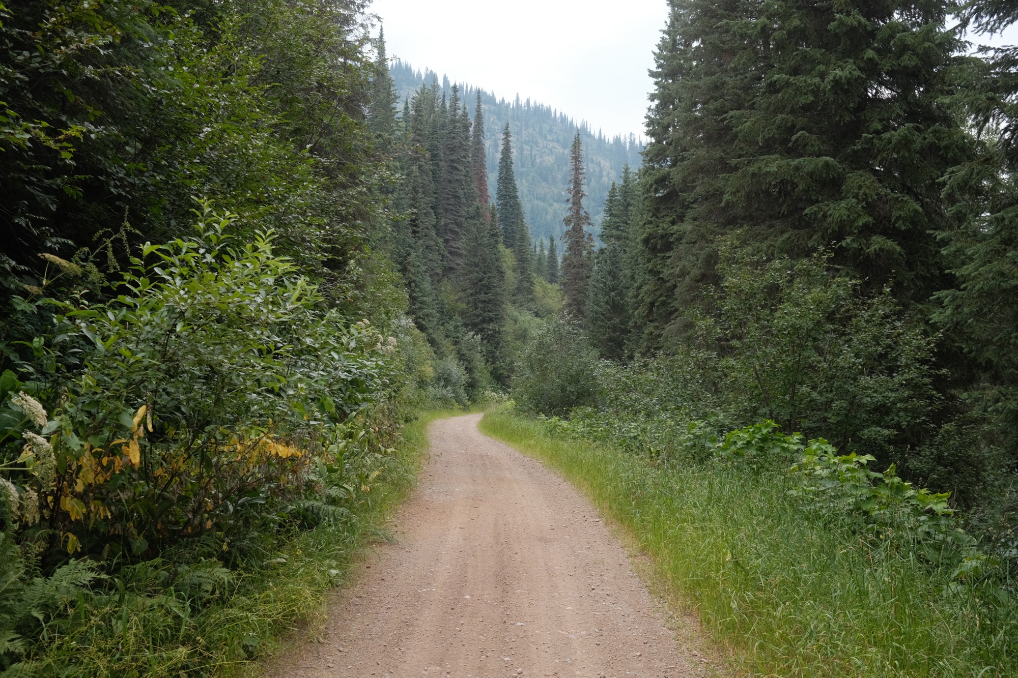 Photograph of gravel trail in the woods of Montana, with large green trees everywhere