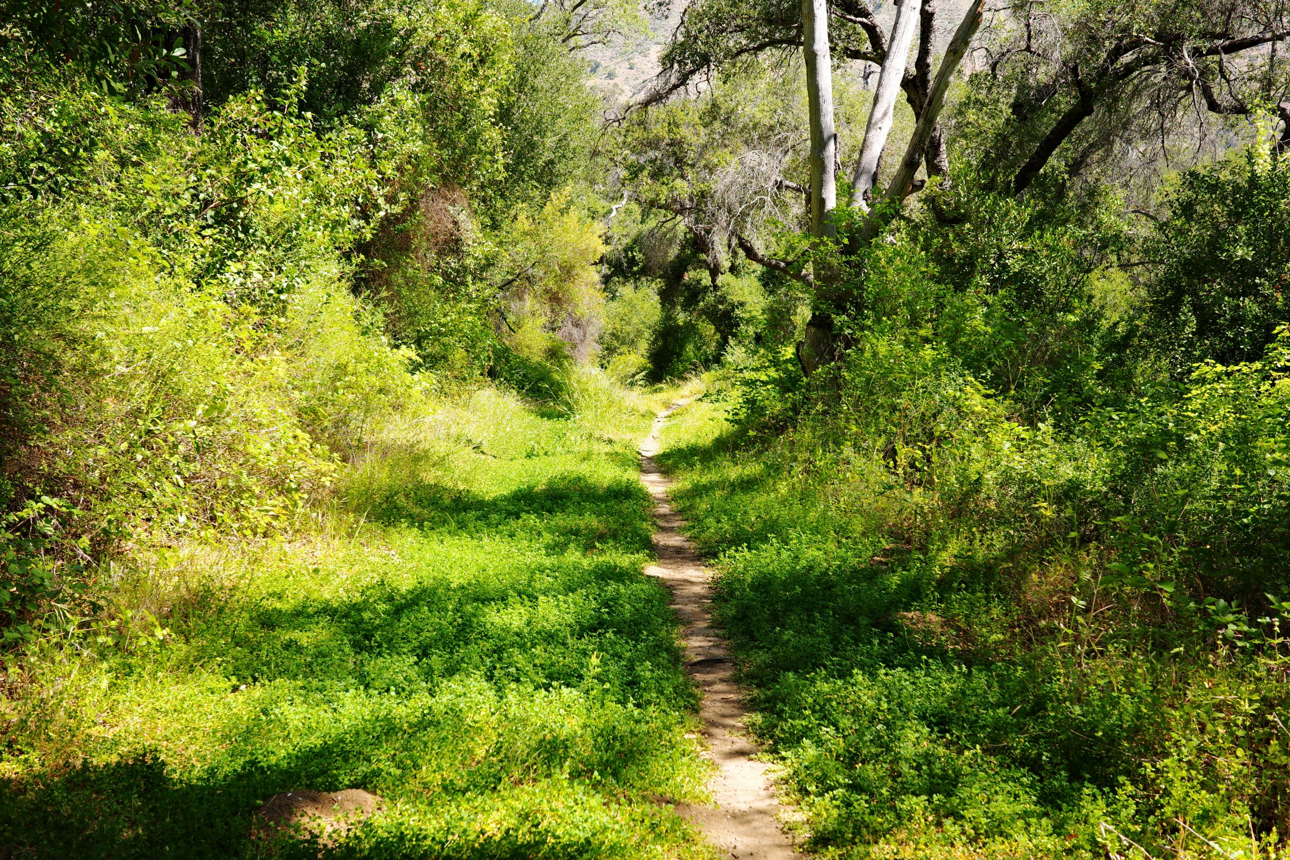 grassy single track