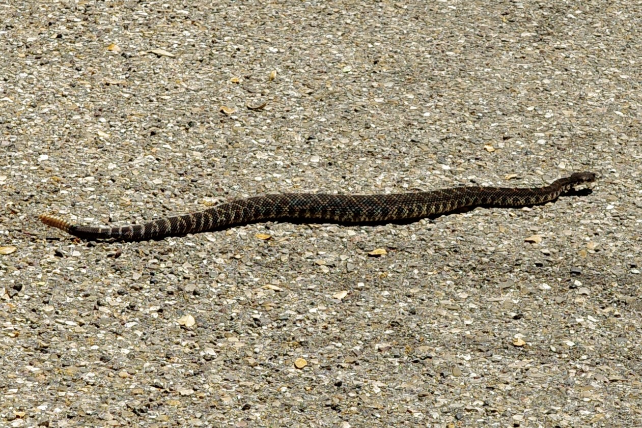Rattlesnake on asphault